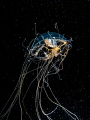   Jellyfish symbiotic fish inside taken Blackwater dive Anilao  